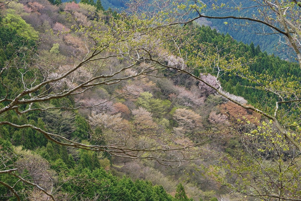 山桜