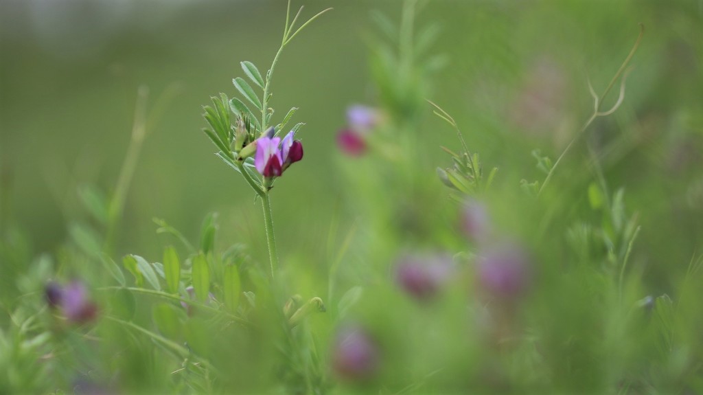 カラスノエンドウ