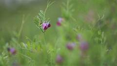 カラスノエンドウ