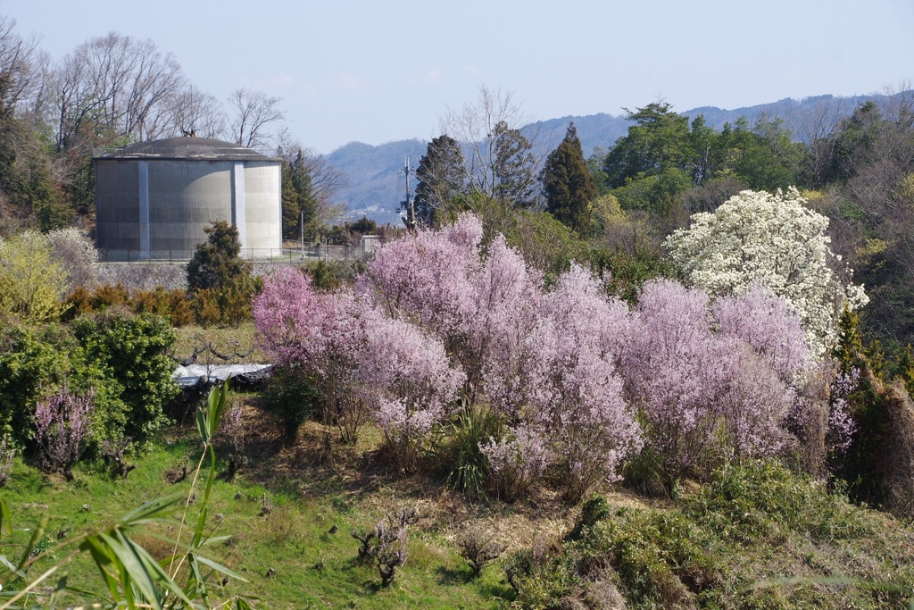 啓翁桜