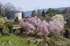啓翁桜