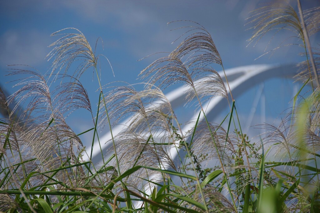 ススキと橋