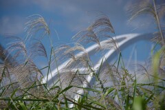 ススキと橋