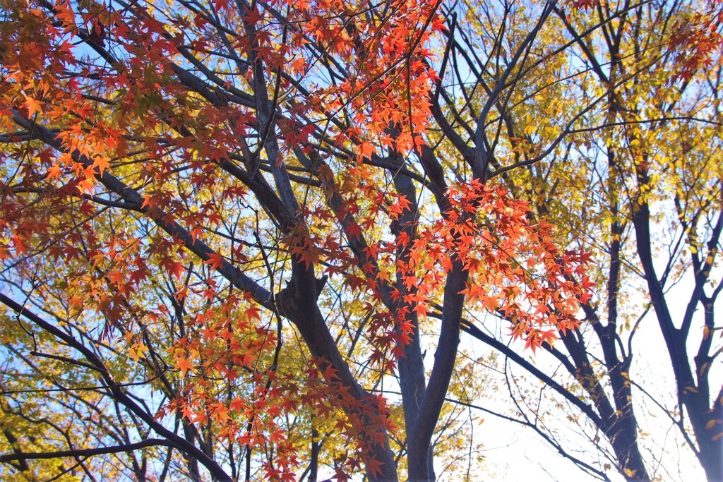 遅いモミジ