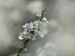 雪柳