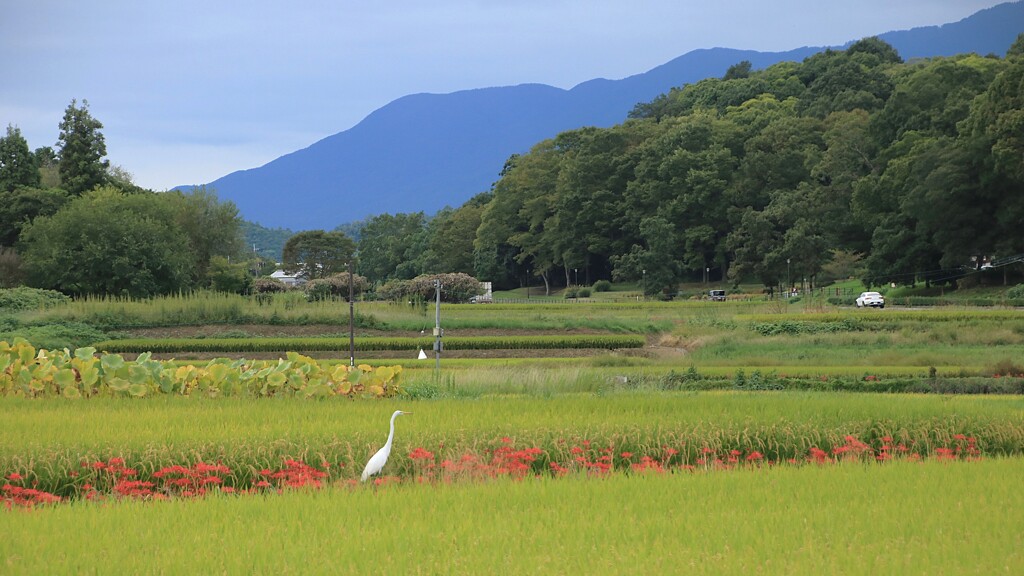 明日香村