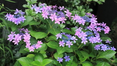 紫陽花