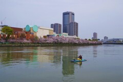 大川の桜