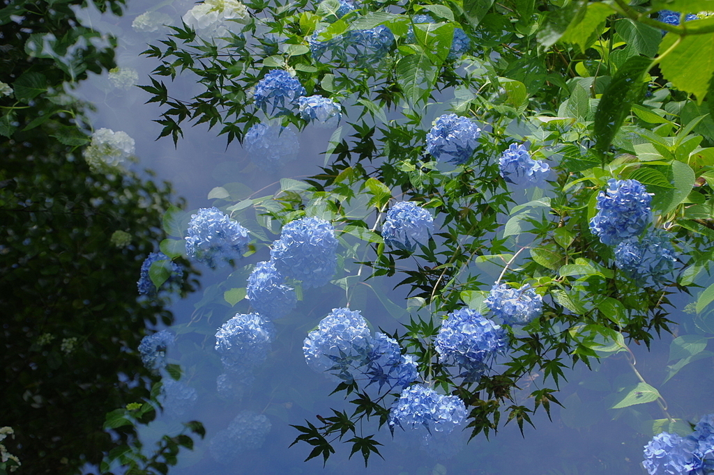 紫陽花と青モミジ