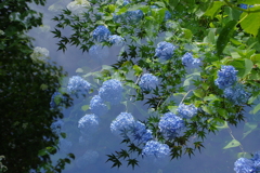 紫陽花と青モミジ