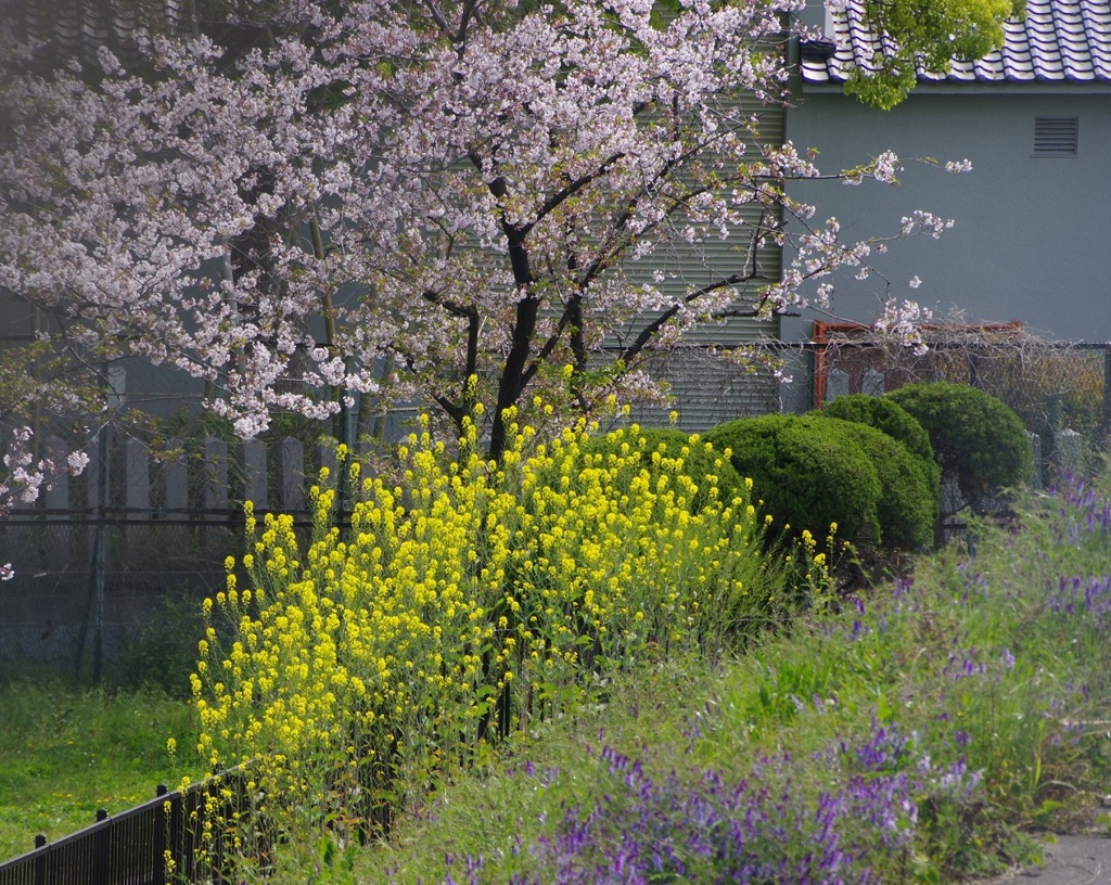 桜からセイヨウカラシナへ