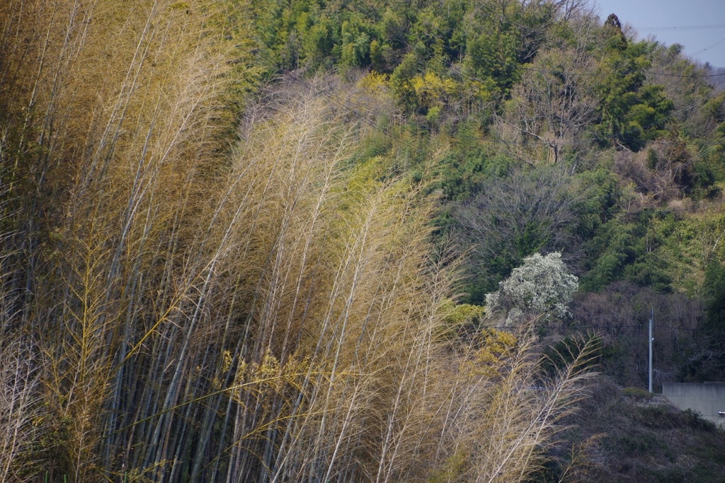 竹藪　木蓮