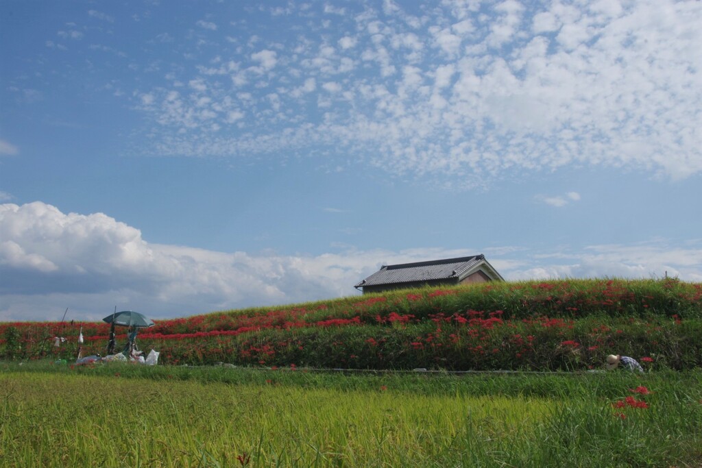 彼岸花と秋の空