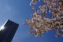 街の山桜
