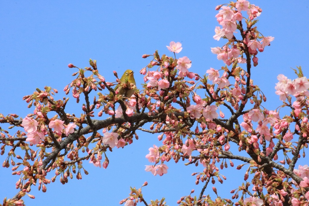 河津桜