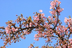 河津桜