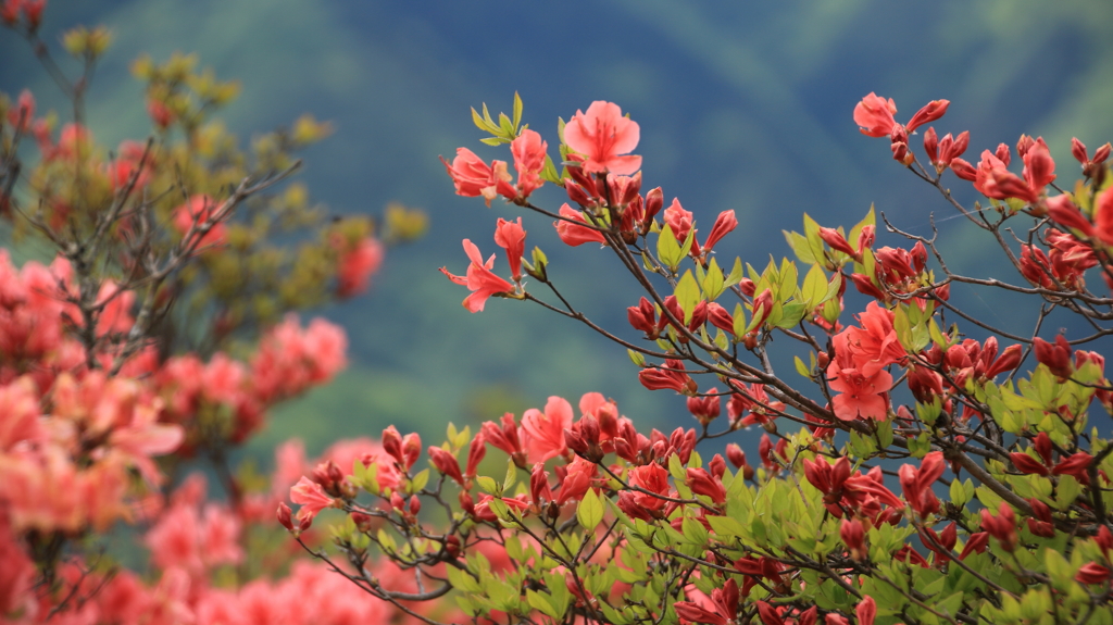 山のつつじ