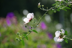 ヤノネボンテンカ