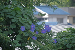 朝顔