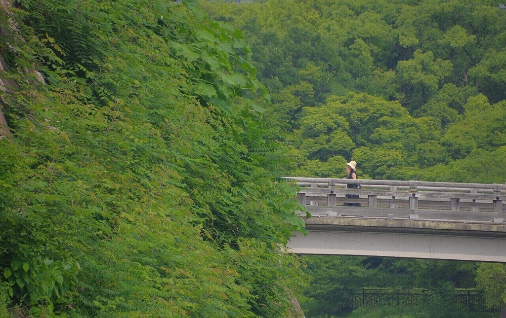 左の緑は