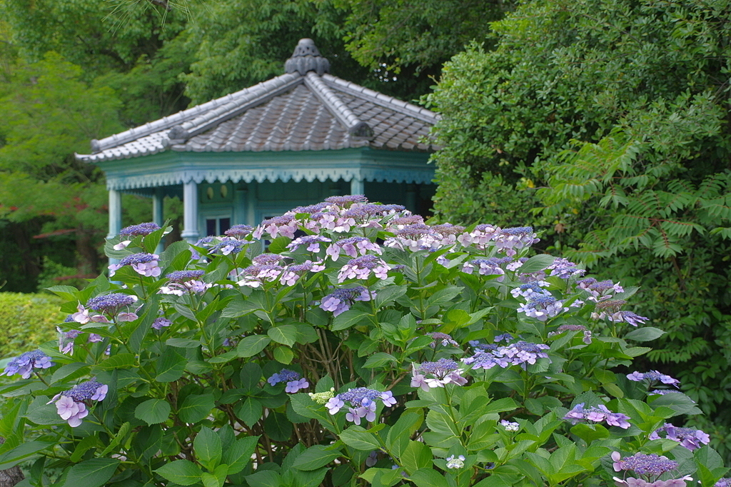 極楽浄土の庭