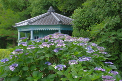 極楽浄土の庭
