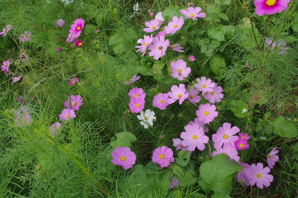 コスモス