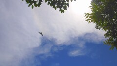 夏雲