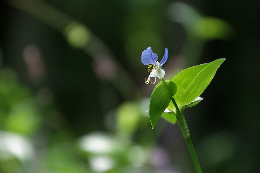 露草