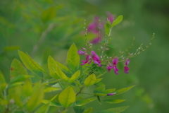 夏の萩