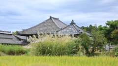 飛鳥寺とススキ