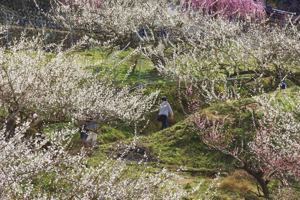 梅林