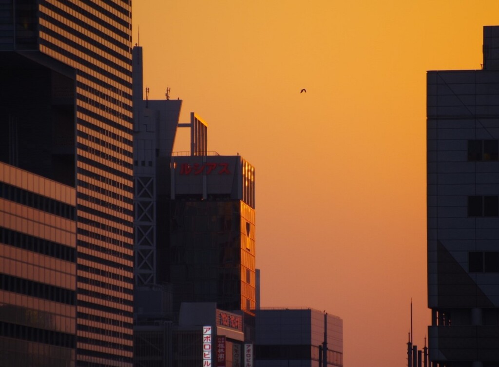 鷺　塒へ