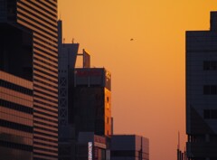 鷺　塒へ