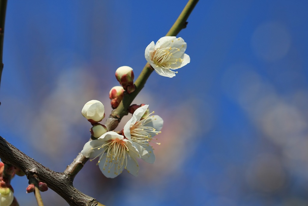 梅と青空