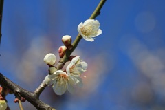 梅と青空