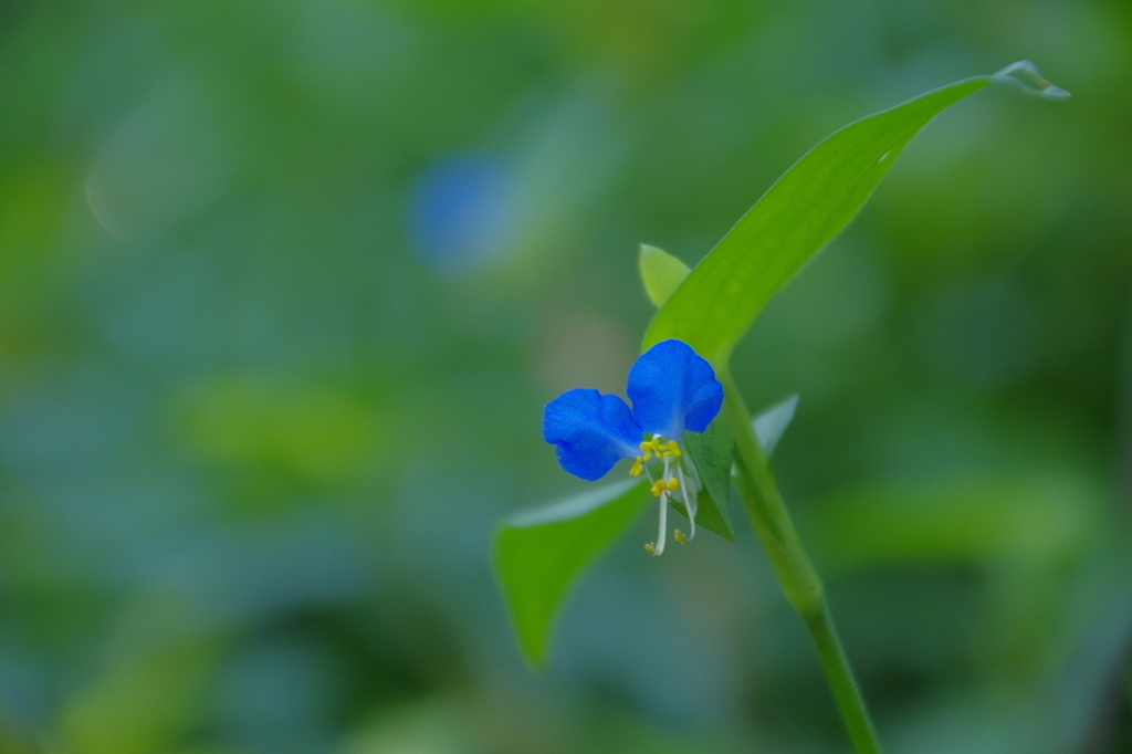 露草