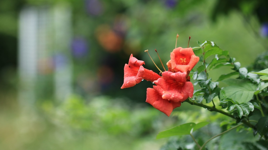 ノウゼンカズラ