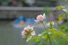 鉾流し神事（３）