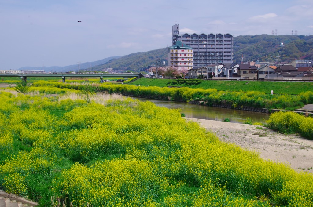 セイヨウカラシナの咲く風景