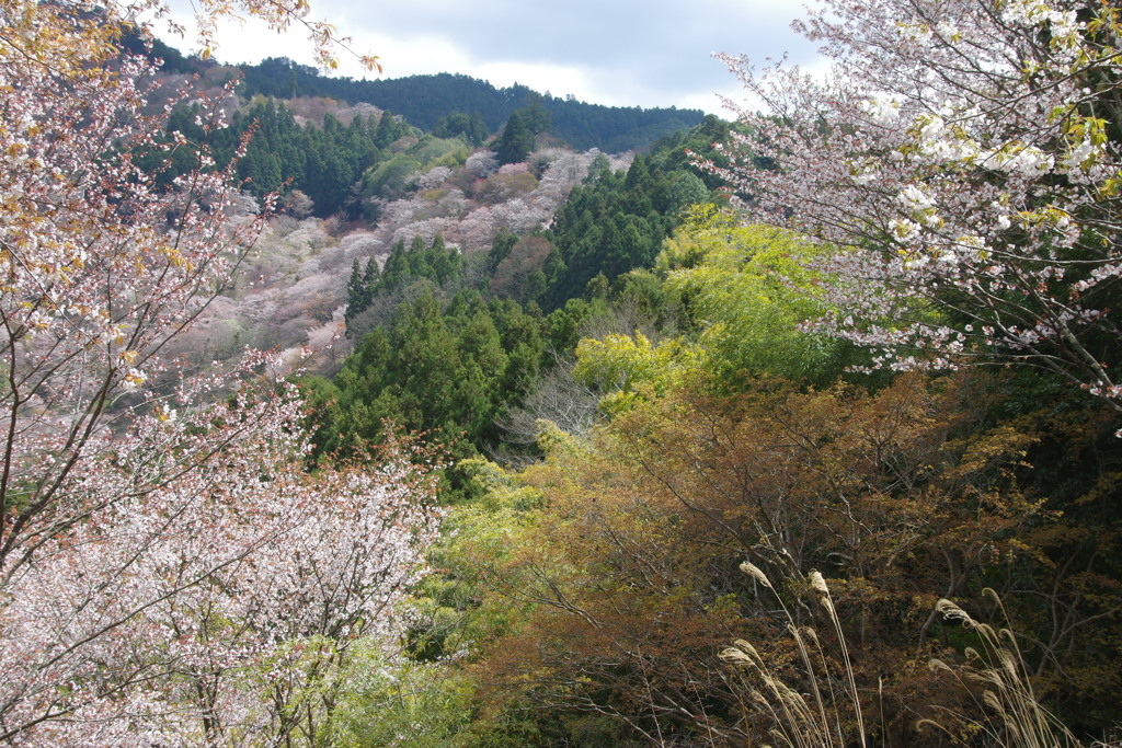 山桜の風景