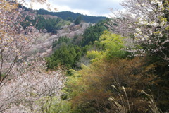 山桜の風景
