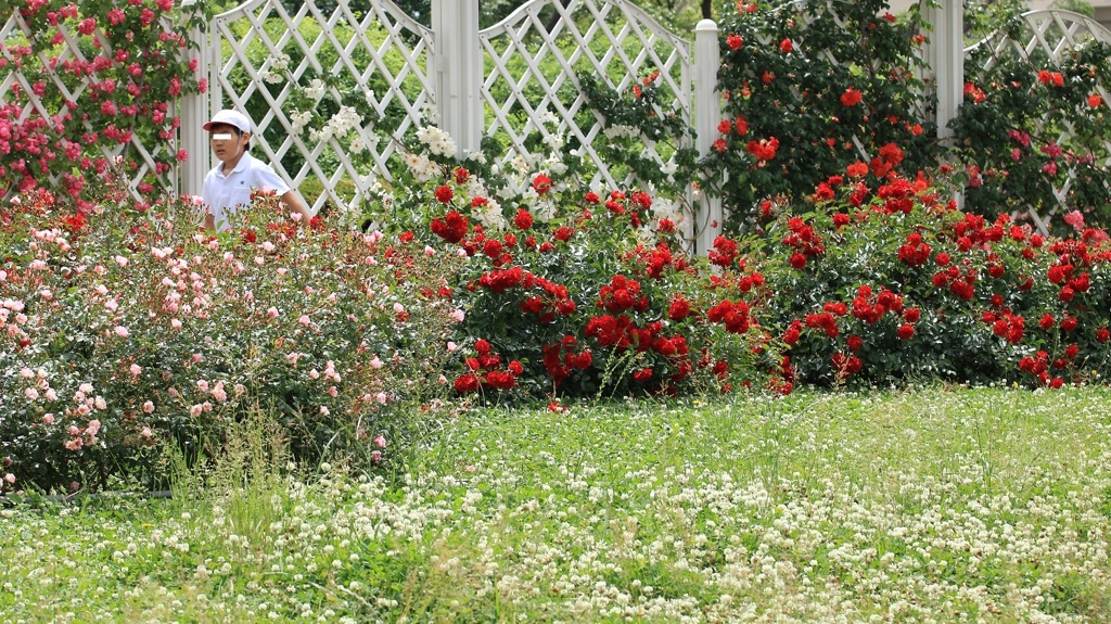 バラ園