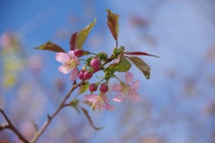 ヒマラヤ桜