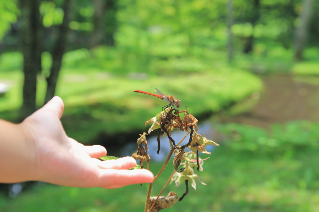 軽井沢にて