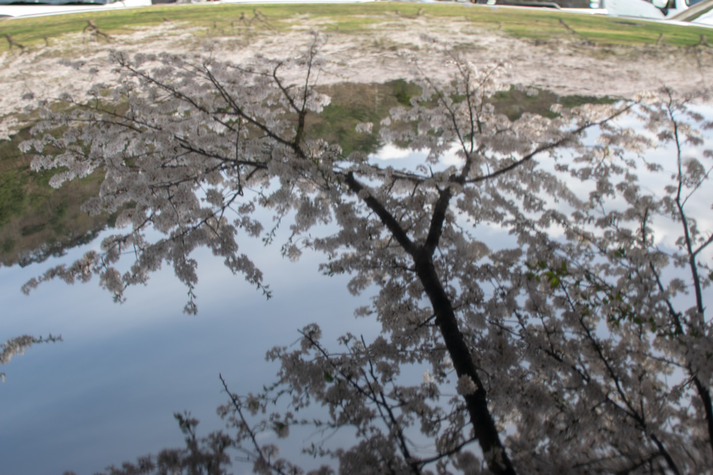 屋根の上の桜