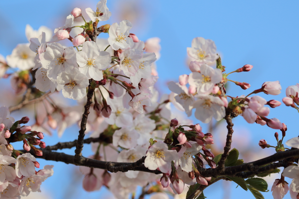 平成最後の桜③