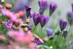 公園の花々3