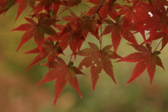 紅葉Ⅱ