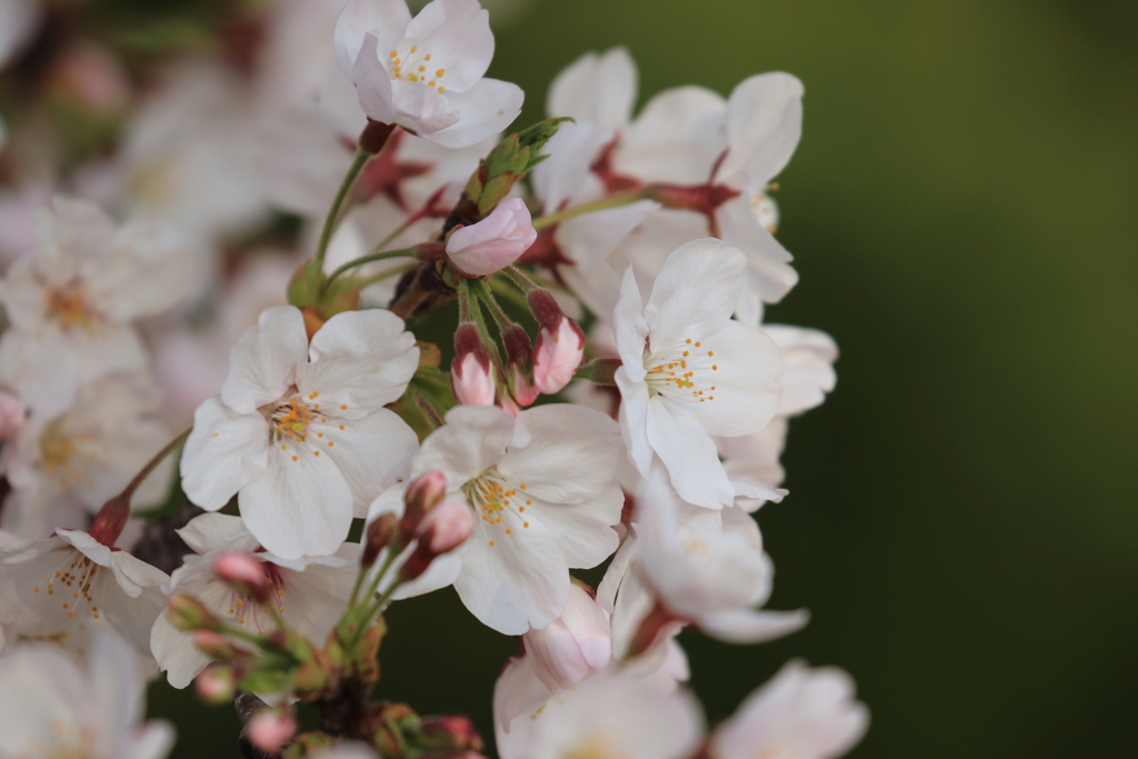 平成最後の桜